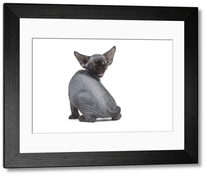 Framed Print : Picture No. 12009818 Framed Print : Picture No. 12009818