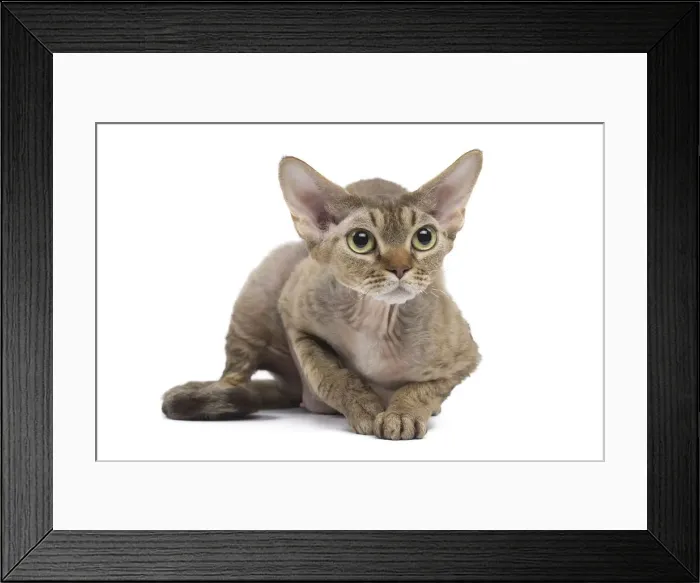 Framed Print : Picture No. 12009820 Framed Print : Picture No. 12009820