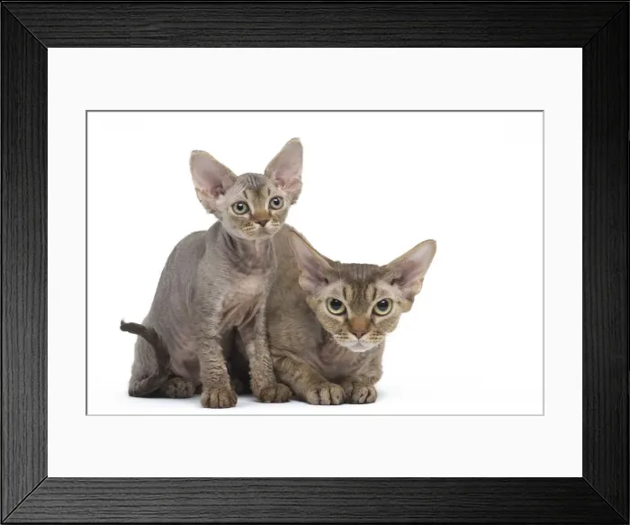 Framed Print : Picture No. 12009821 Framed Print : Picture No. 12009821