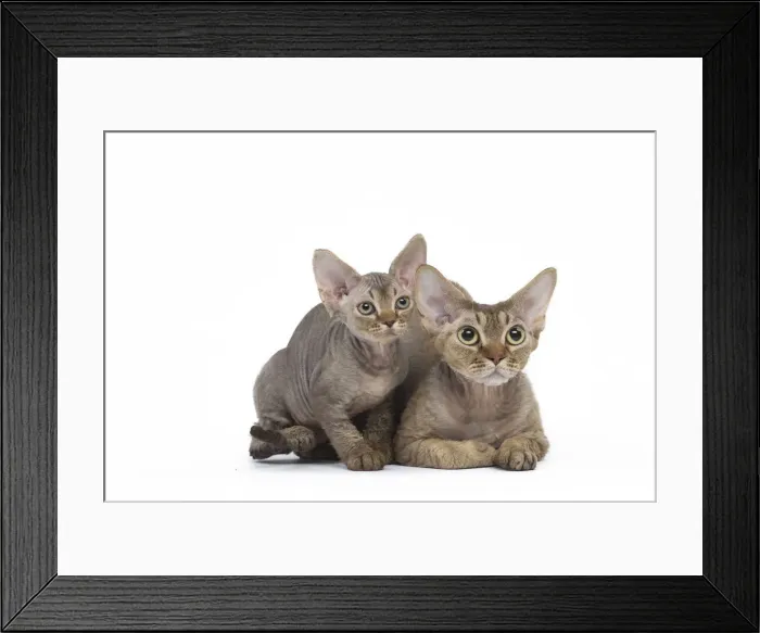 Framed Print : Picture No. 12009822 Framed Print : Picture No. 12009822