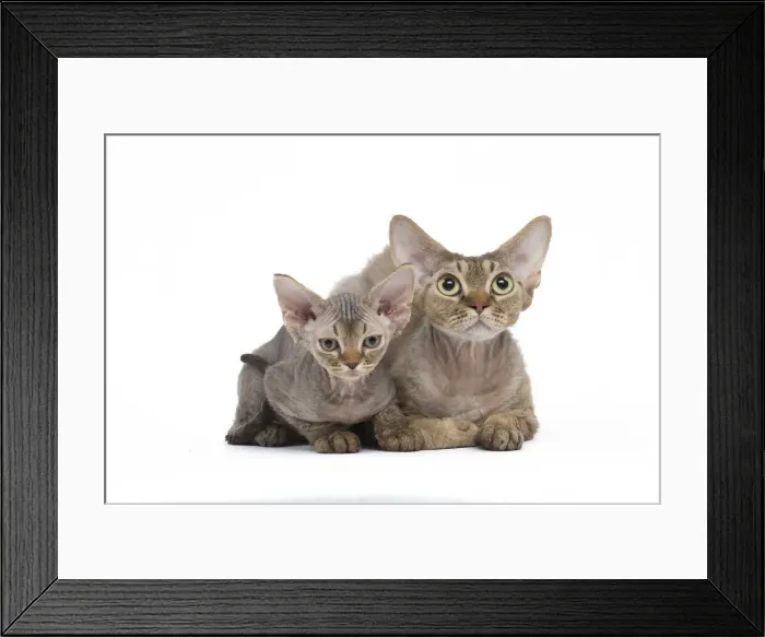Framed Print : Picture No. 12009823 Framed Print : Picture No. 12009823