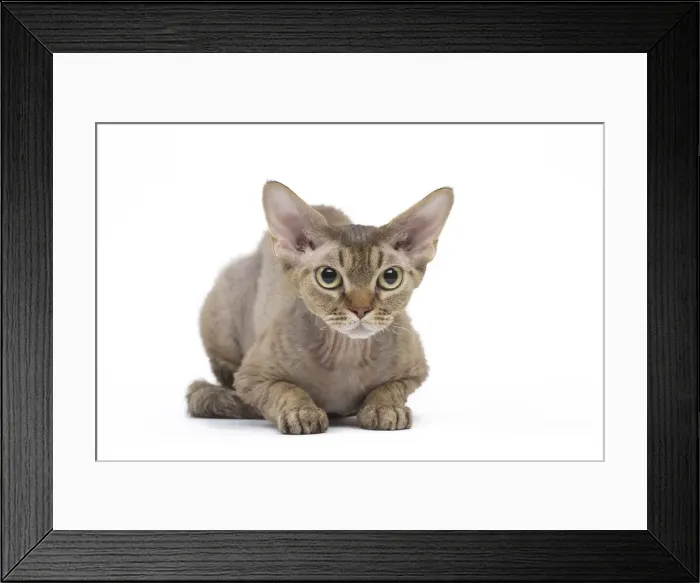 Framed Print : Picture No. 12009824 Framed Print : Picture No. 12009824