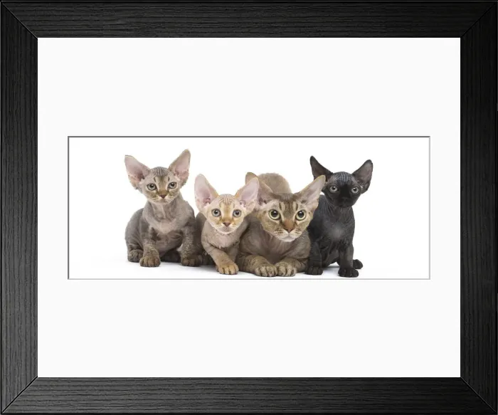 Framed Print : Picture No. 12009825 Framed Print : Picture No. 12009825