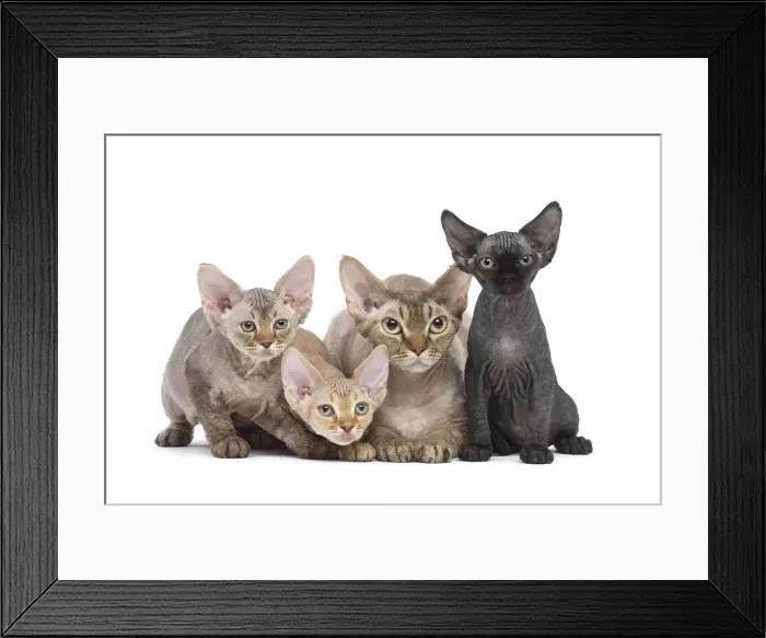 Framed Print : Picture No. 12009826 Framed Print : Picture No. 12009826