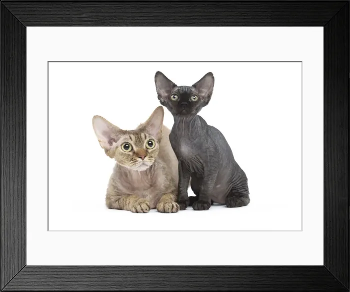 Framed Print : Picture No. 12009827 Framed Print : Picture No. 12009827