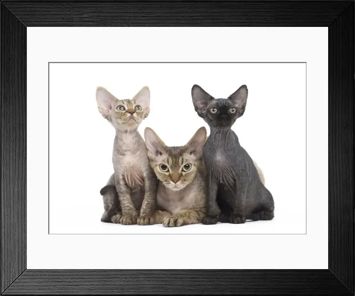 Framed Print : Picture No. 12009828 Framed Print : Picture No. 12009828