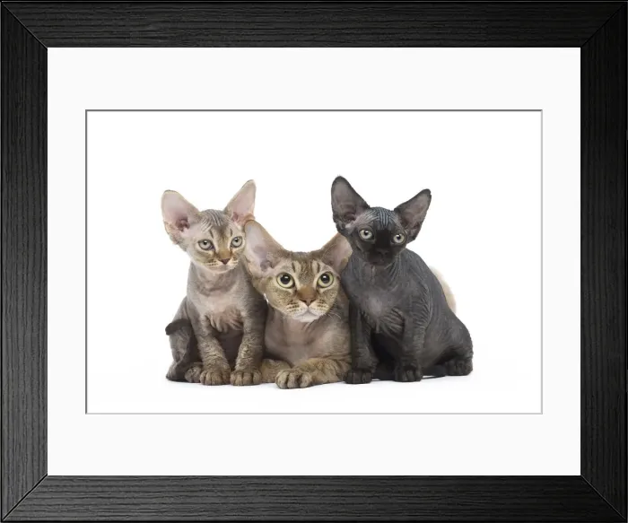 Framed Print : Picture No. 12009829 Framed Print : Picture No. 12009829