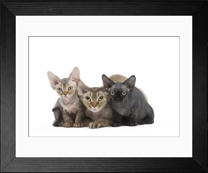 Framed Print : Picture No. 12009830