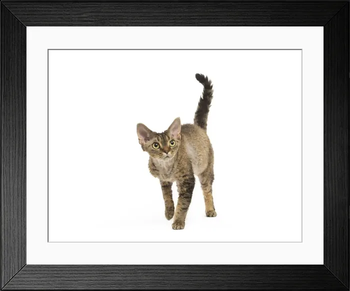 Framed Print : Picture No. 12009831 Framed Print : Picture No. 12009831
