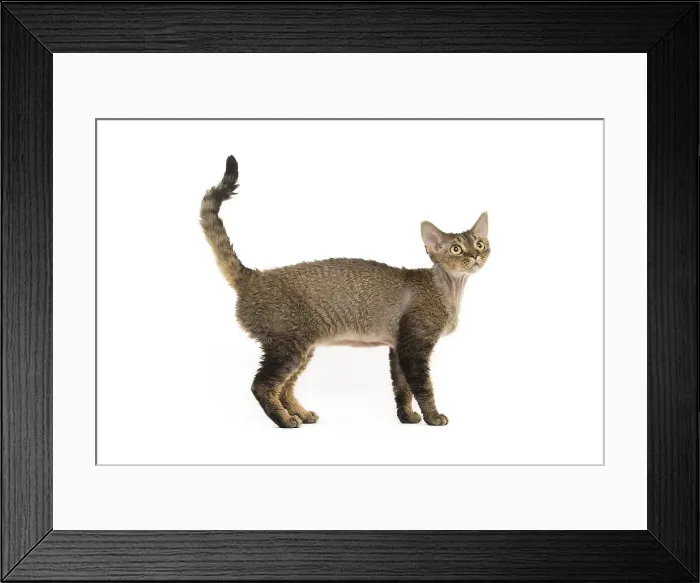 Framed Print : Picture No. 12009832 Framed Print : Picture No. 12009832