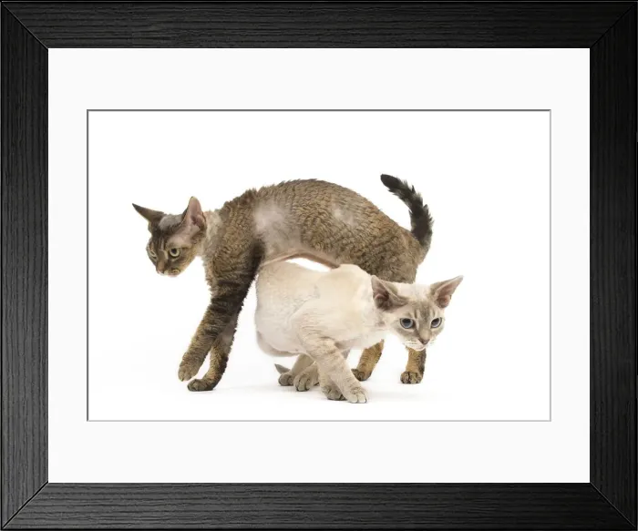Framed Print : Picture No. 12009833 Framed Print : Picture No. 12009833
