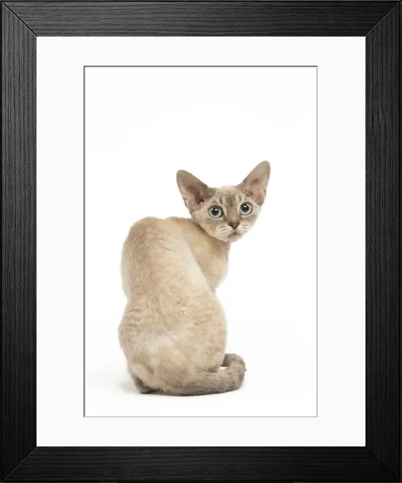 Framed Print : Picture No. 12009834 Framed Print : Picture No. 12009834