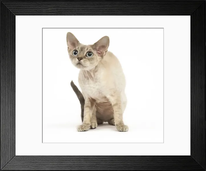 Framed Print : Picture No. 12009835 Framed Print : Picture No. 12009835