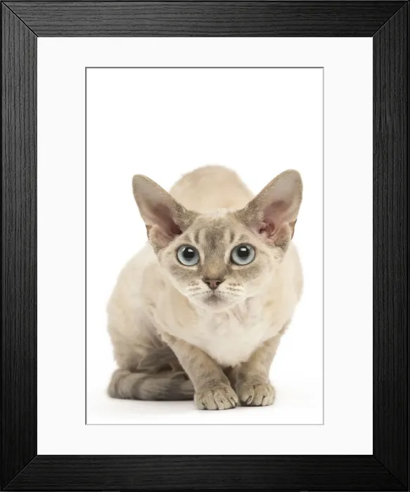 Framed Print : Picture No. 12009836 Framed Print : Picture No. 12009836
