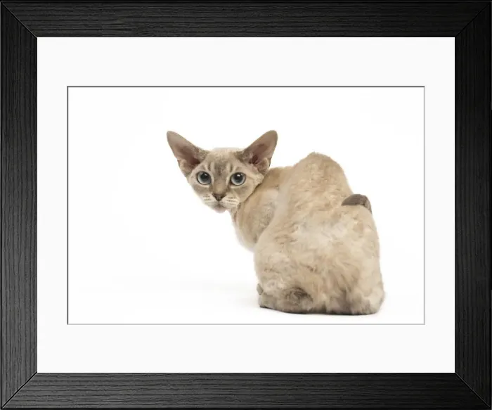 Framed Print : Picture No. 12009837 Framed Print : Picture No. 12009837