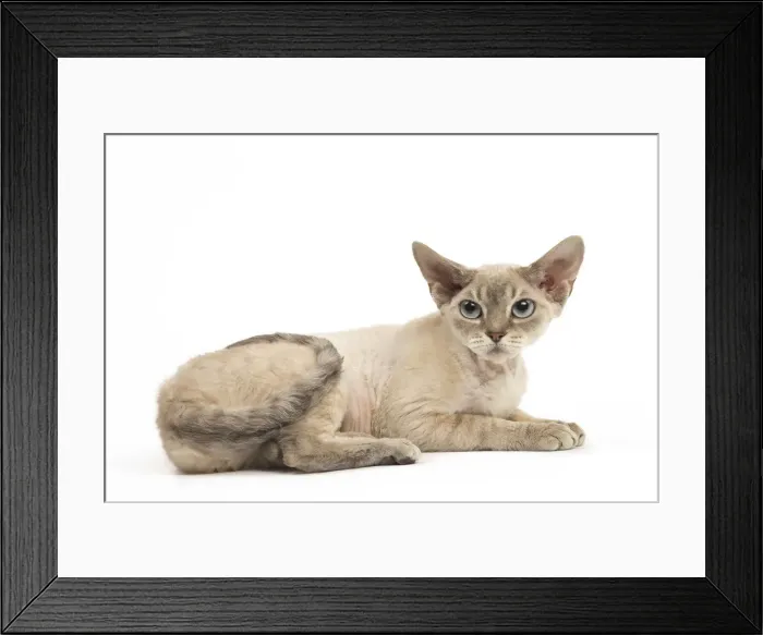 Framed Print : Picture No. 12009838 Framed Print : Picture No. 12009838