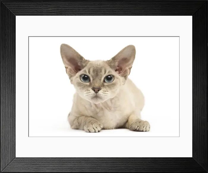 Framed Print : Picture No. 12009839 Framed Print : Picture No. 12009839