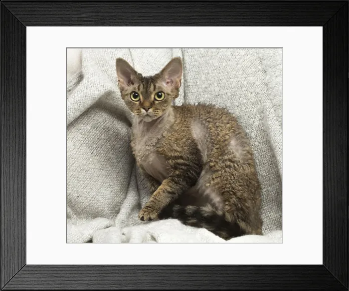 Framed Print : Picture No. 12009840 Framed Print : Picture No. 12009840