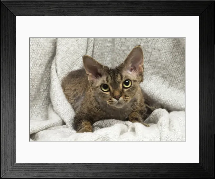 Framed Print : Picture No. 12009841 Framed Print : Picture No. 12009841