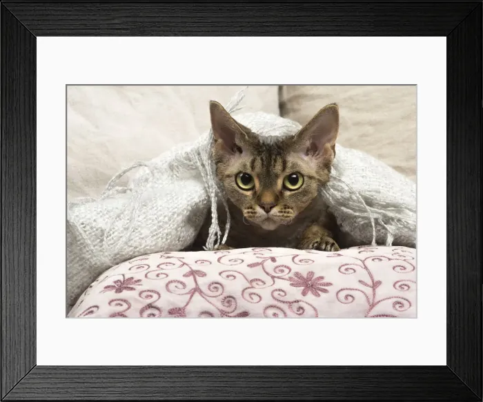 Framed Print : Picture No. 12009842 Framed Print : Picture No. 12009842