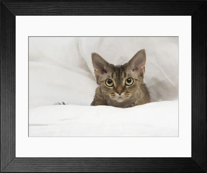 Framed Print : Picture No. 12009843 Framed Print : Picture No. 12009843