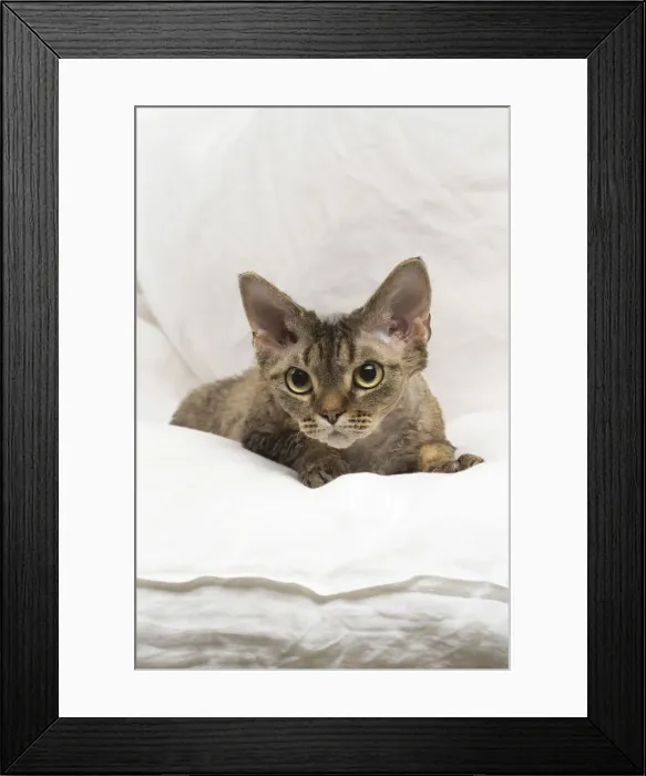 Framed Print : Picture No. 12009844 Framed Print : Picture No. 12009844