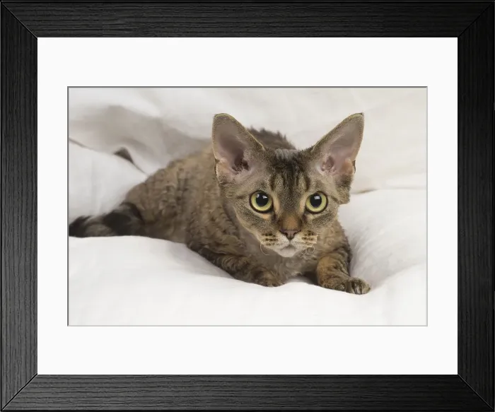 Framed Print : Picture No. 12009845 Framed Print : Picture No. 12009845
