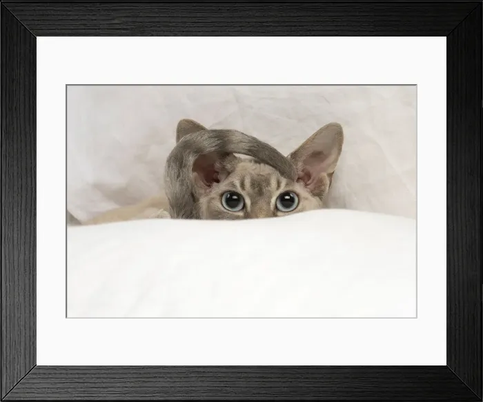 Framed Print : Picture No. 12009846 Framed Print : Picture No. 12009846