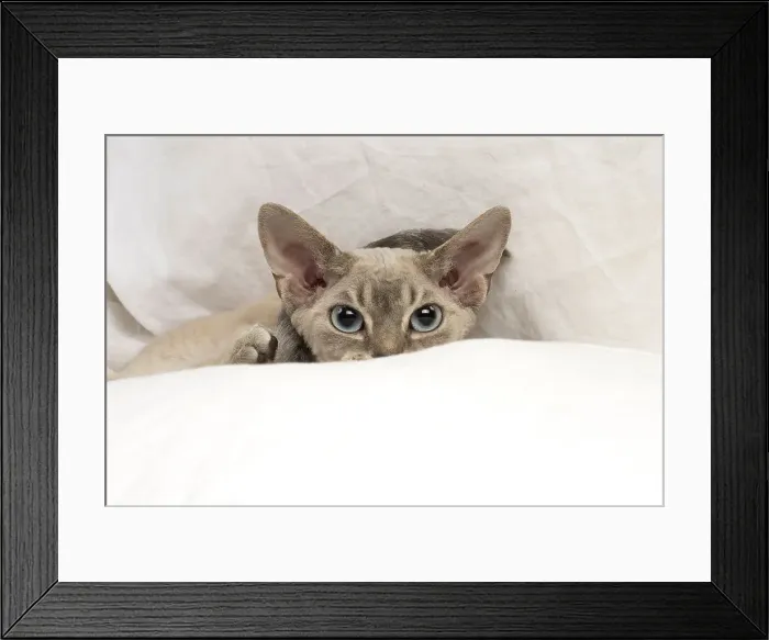 Framed Print : Picture No. 12009847 Framed Print : Picture No. 12009847
