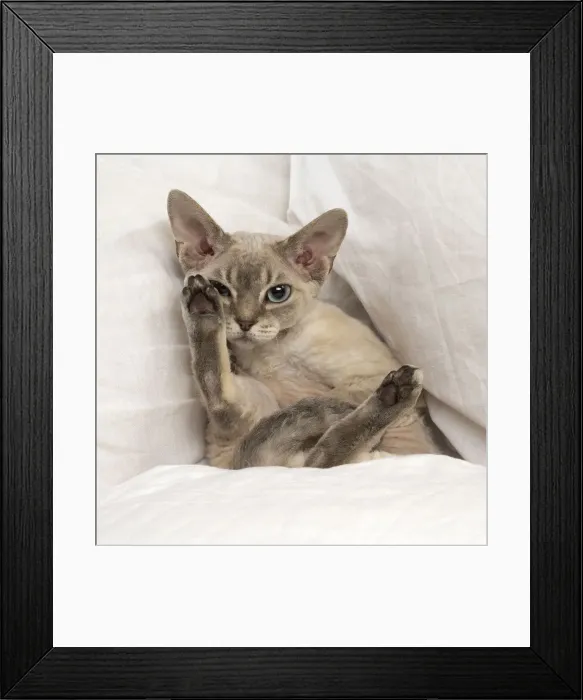 Framed Print : Picture No. 12009848 Framed Print : Picture No. 12009848