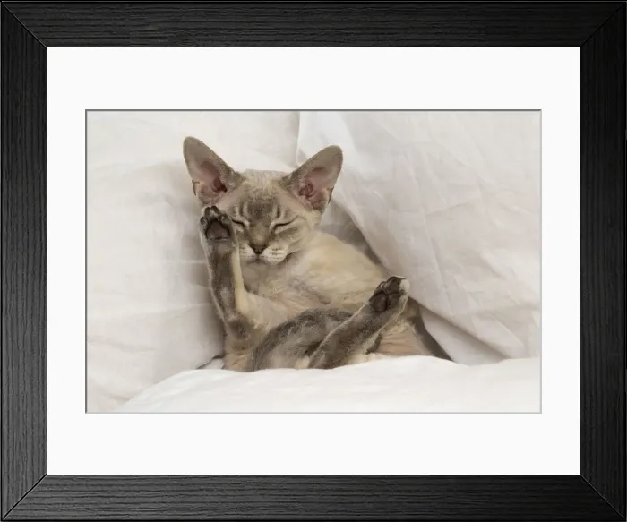 Framed Print : Picture No. 12009849 Framed Print : Picture No. 12009849