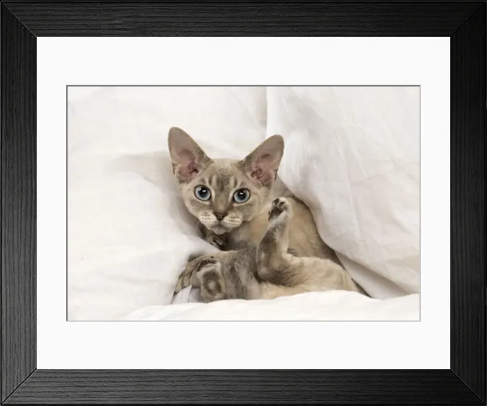 Framed Print : Picture No. 12009850 Framed Print : Picture No. 12009850