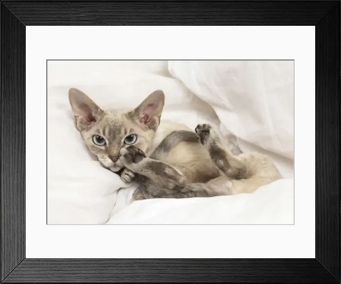 Framed Print : Picture No. 12009851 Framed Print : Picture No. 12009851