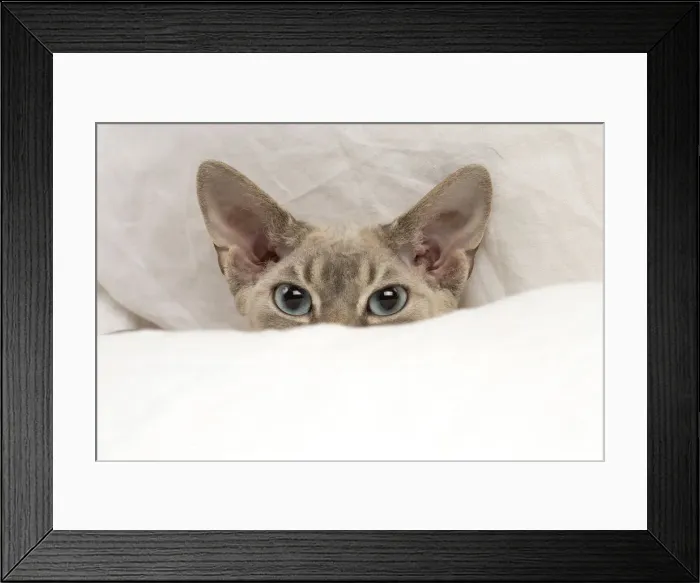 Framed Print : Picture No. 12009852 Framed Print : Picture No. 12009852