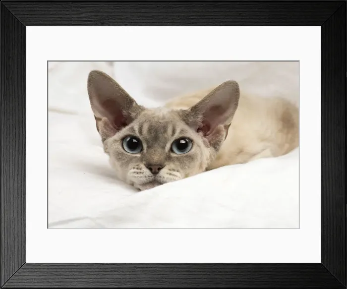 Framed Print : Picture No. 12009853 Framed Print : Picture No. 12009853