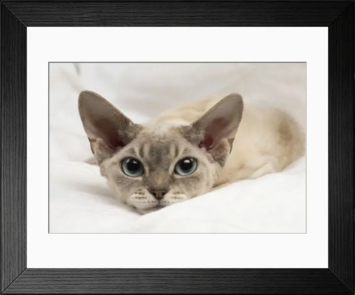 Framed Print : Picture No. 12009854 Framed Print : Picture No. 12009854