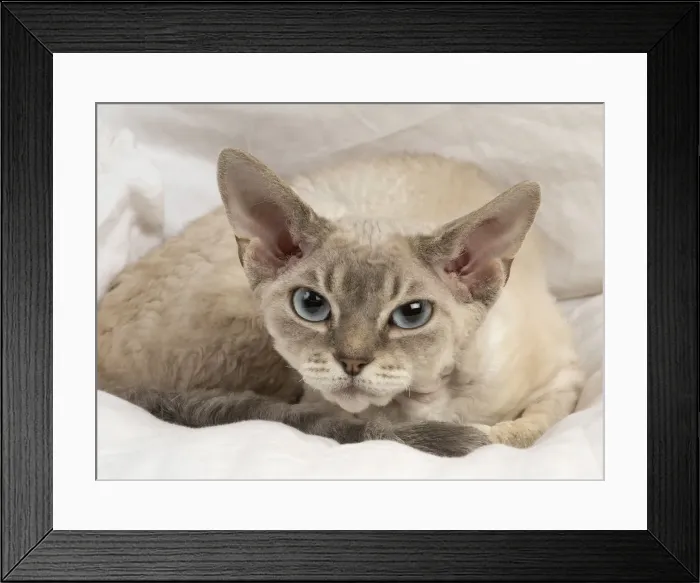 Framed Print : Picture No. 12009855 Framed Print : Picture No. 12009855