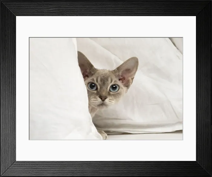 Framed Print : Picture No. 12009856 Framed Print : Picture No. 12009856