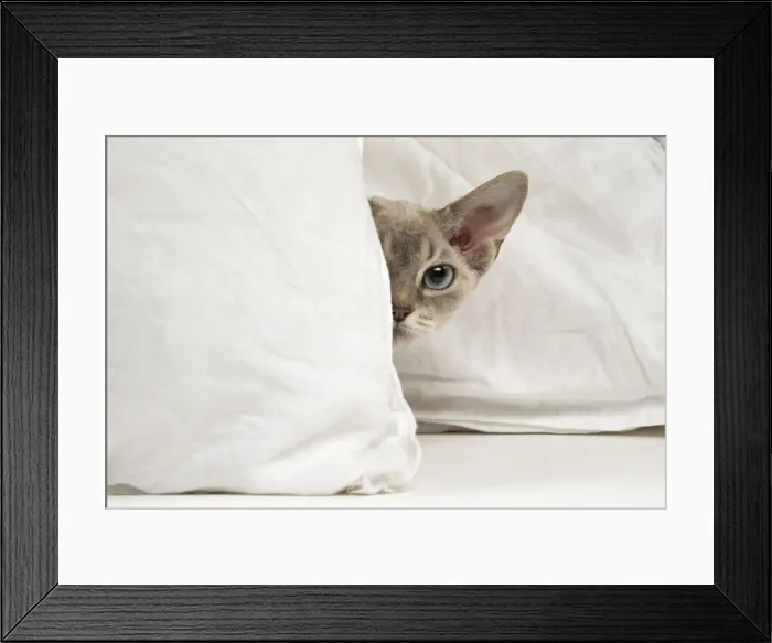 Framed Print : Picture No. 12009857 Framed Print : Picture No. 12009857