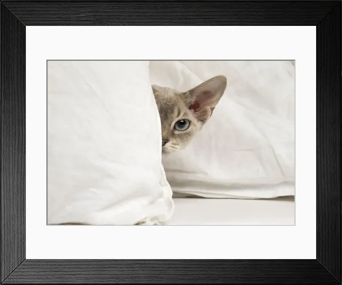Framed Print : Picture No. 12009858 Framed Print : Picture No. 12009858