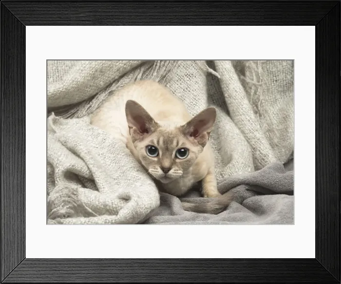 Framed Print : Picture No. 12009859 Framed Print : Picture No. 12009859