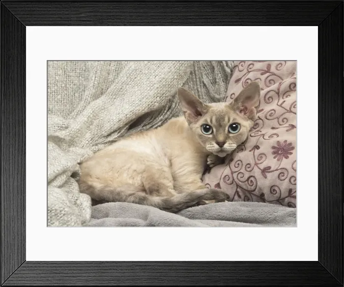 Framed Print : Picture No. 12009860 Framed Print : Picture No. 12009860