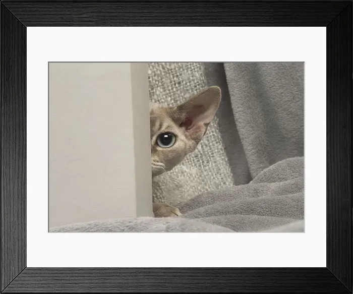 Framed Print : Picture No. 12009861 Framed Print : Picture No. 12009861