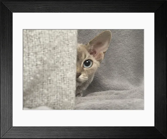Framed Print : Picture No. 12009862 Framed Print : Picture No. 12009862