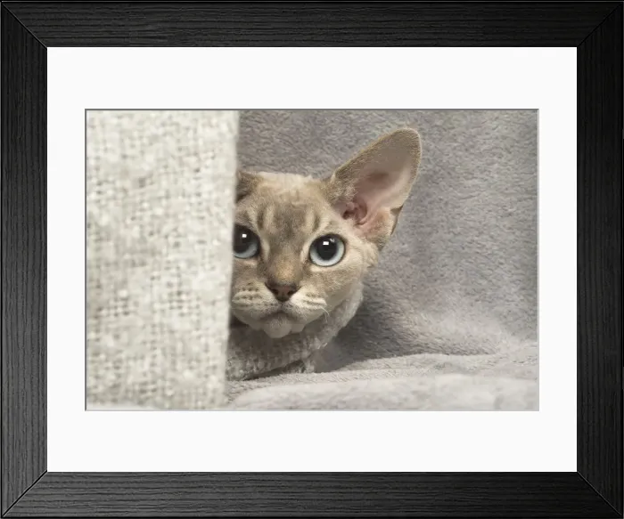 Framed Print : Picture No. 12009863 Framed Print : Picture No. 12009863