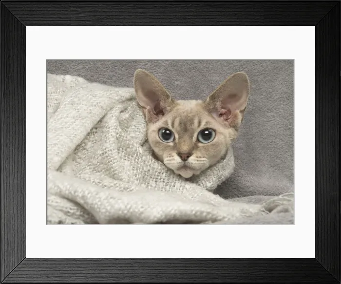 Framed Print : Picture No. 12009864 Framed Print : Picture No. 12009864
