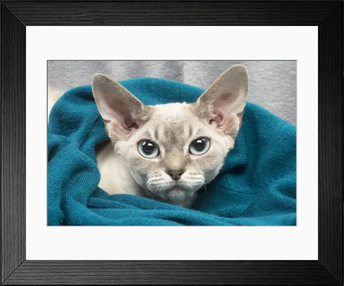 Framed Print : Picture No. 12009865 Framed Print : Picture No. 12009865