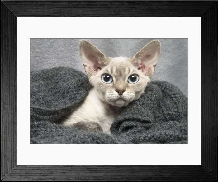 Framed Print : Picture No. 12009866 Framed Print : Picture No. 12009866