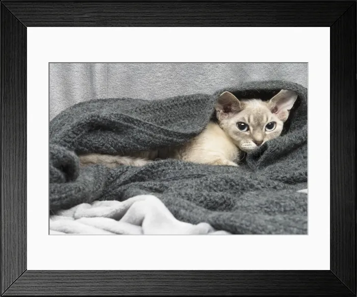 Framed Print : Picture No. 12009867 Framed Print : Picture No. 12009867