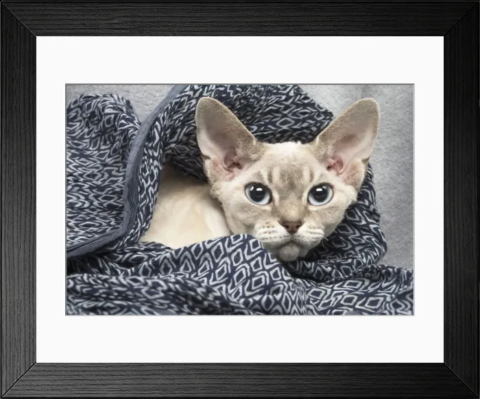 Framed Print : Picture No. 12009868 Framed Print : Picture No. 12009868